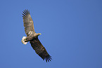 white-tailed sea eagle