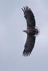 white-tailed sea eagle