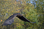 white-tailed sea eagle