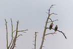 white-tailed sea eagles