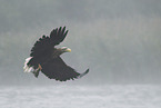 white-tailed sea eagle