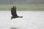 white-tailed sea eagle