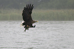 white-tailed sea eagle