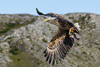 white-tailed sea eagle