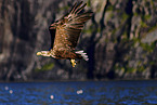 white-tailed sea eagle