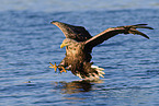 white-tailed sea eagle