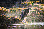 white-tailed sea eagle