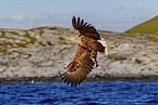 white-tailed sea eagle