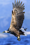 white-tailed sea eagle