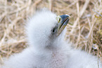white-tailed sea eagle baby