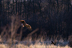 White-tailed eagle
