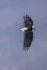 white-tailed sea eagle