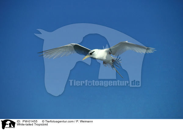 White-tailed Tropicbird / PW-01455