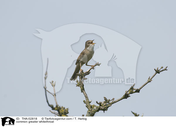 Dorngrasmcke / common greater whitethroat / THA-02818