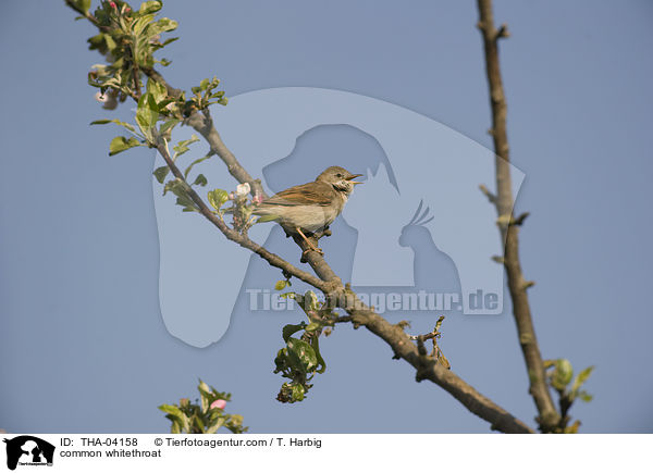 common whitethroat / THA-04158