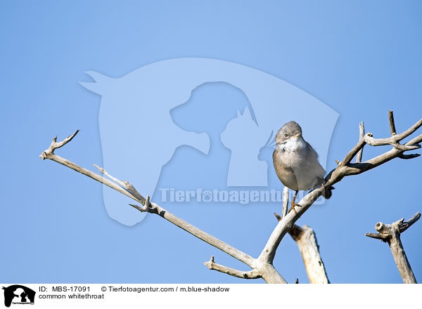 common whitethroat / MBS-17091