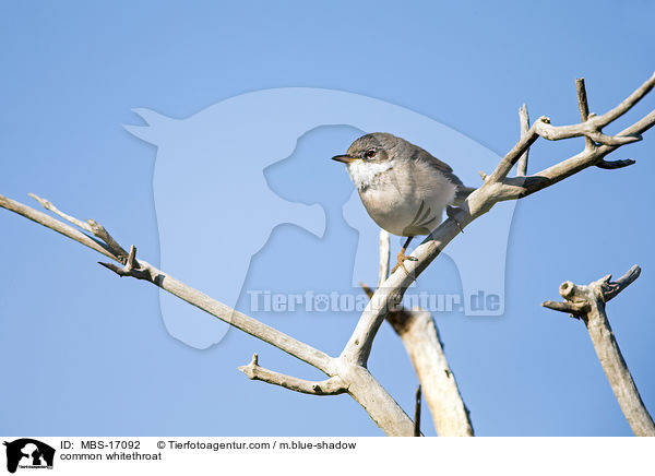 Dorngrasmcke / common whitethroat / MBS-17092