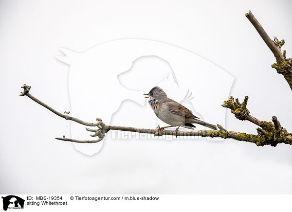 sitting Whitethroat / MBS-19354