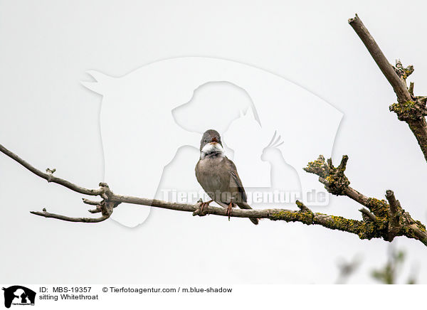 sitzende Dorngrasmcke / sitting Whitethroat / MBS-19357