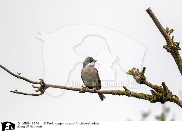 sitzende Dorngrasmcke / sitting Whitethroat / MBS-19358