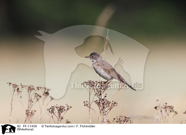 Dorngrasmcke / Whitethroat / FF-11459