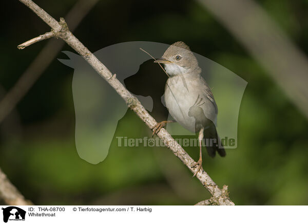 Whitethroat / THA-08700