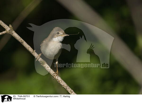 Dorngrasmcke / Whitethroat / THA-08701