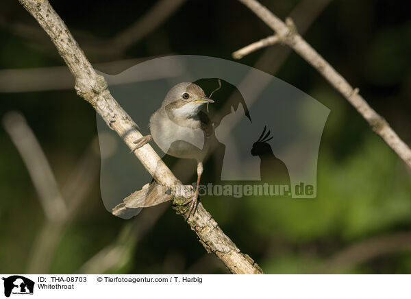 Dorngrasmcke / Whitethroat / THA-08703