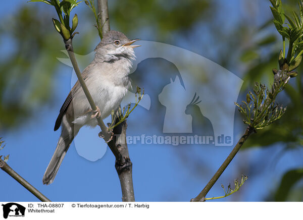 Dorngrasmcke / Whitethroat / THA-08807