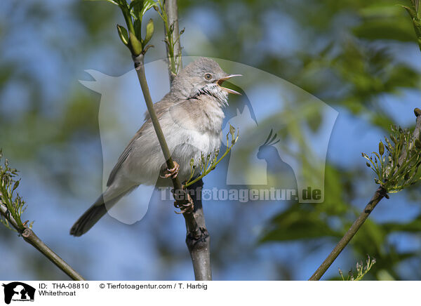 Whitethroat / THA-08810