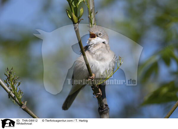 Whitethroat / THA-08812