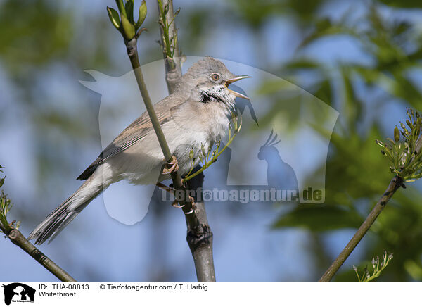 Dorngrasmcke / Whitethroat / THA-08813