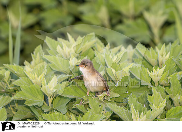Dorngrasmcke / greater whitethroat / MAW-02229
