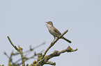 common greater whitethroat