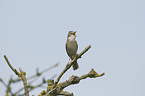 common greater whitethroat