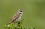 Whitethroat