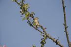 common whitethroat