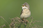 common greater whitethroat