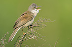 common greater whitethroat