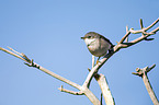 common whitethroat