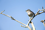 common whitethroat