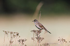 Whitethroat