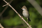 Whitethroat