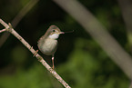 Whitethroat