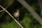 Whitethroat