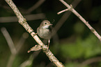 Whitethroat