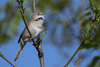 Whitethroat