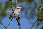 Whitethroat