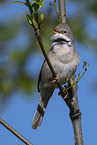 Whitethroat