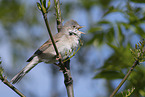 Whitethroat